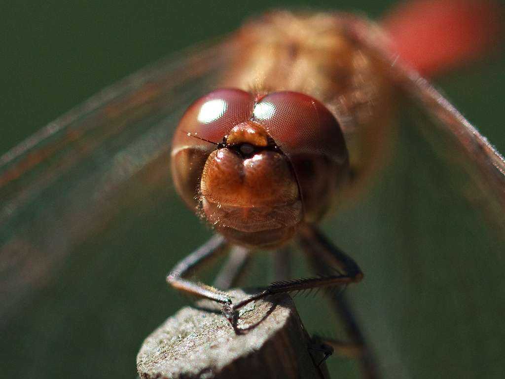 Sympetrum striolatum Common darter Bruinrode heidelibel